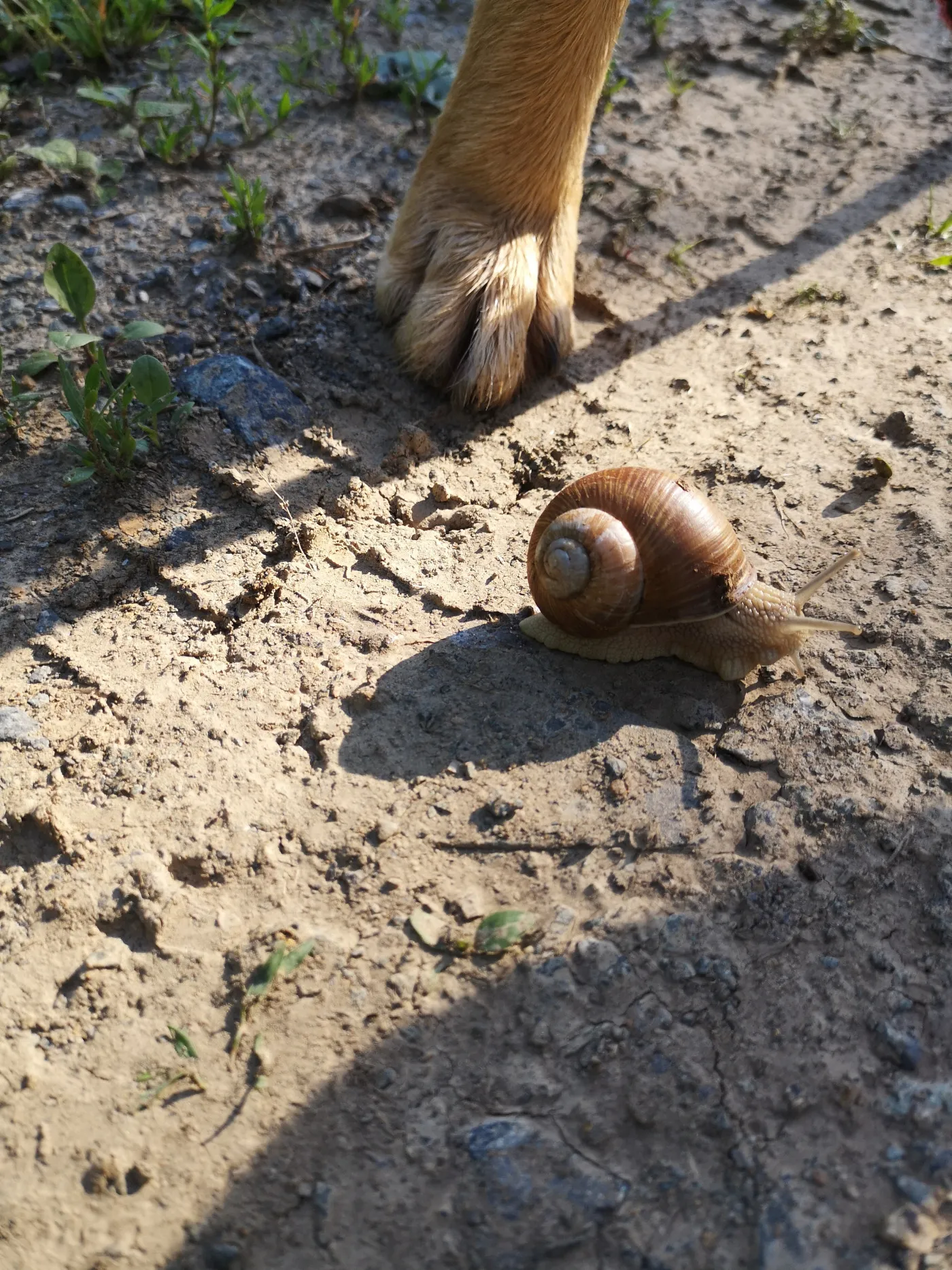 schnecke_pfote